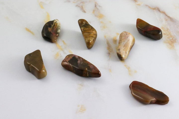 pierre roulée bois fossile#taille_l