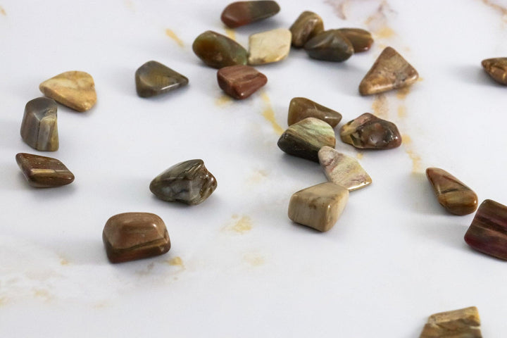 pierre roulée bois fossile#taille_s